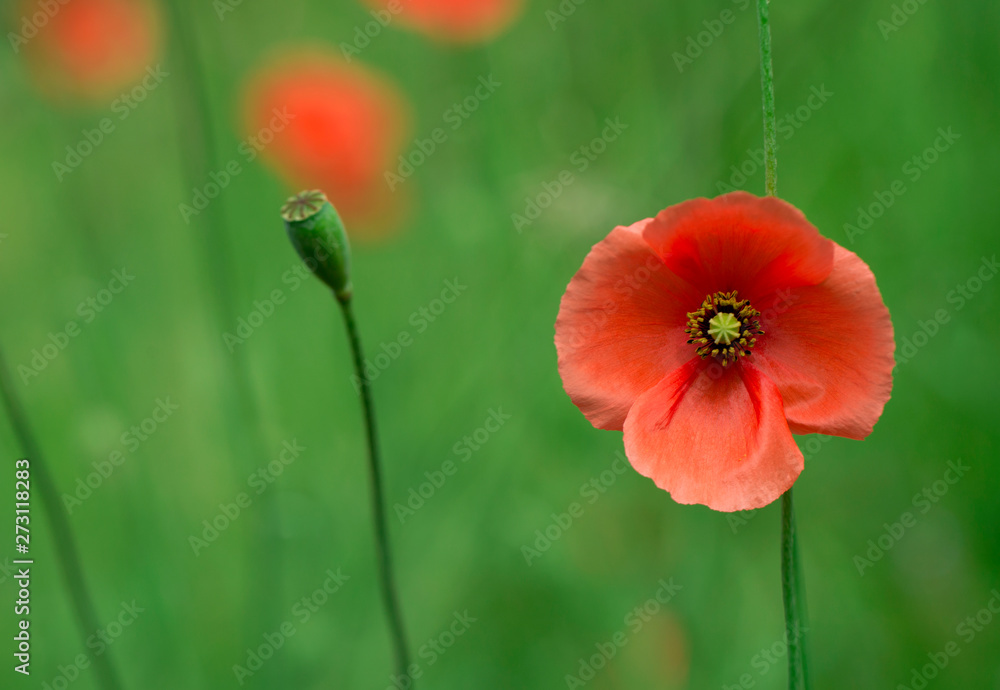 Obraz premium Poppy flower in garden outdoor