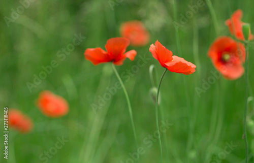 Poppy flower in garden outdoor