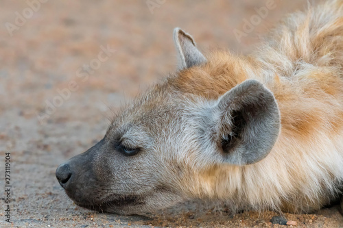 Close-up of face of a spotted hyena cub