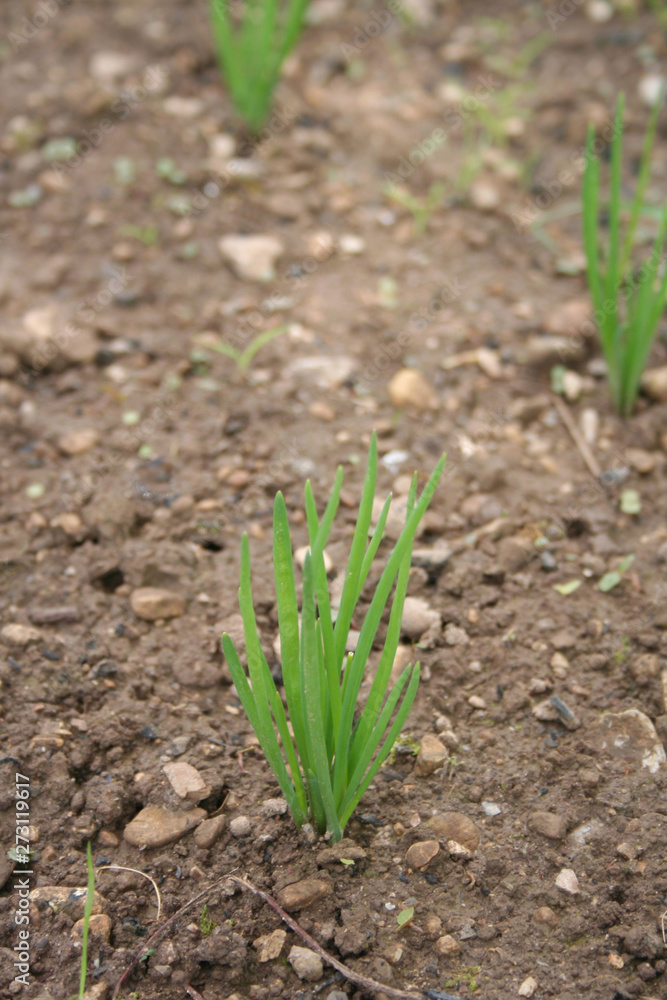 Close-up of onion plantation in the vegetable garden in springtime. Allium cepa Close-up of onion plantation in the vegetable garden in springtime. Allium cepa