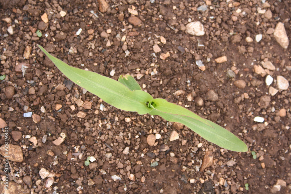 Fototapeta premium Young corn plant growing in the field in springtime