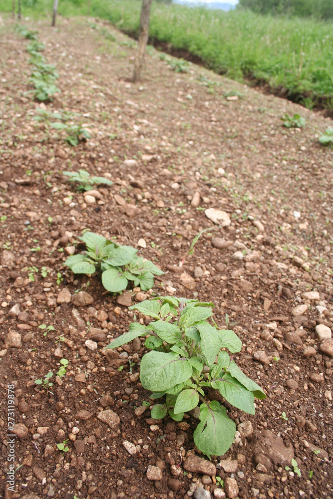 Potato plants growing in the field in springime. Solanum tuberosum Potato plants growing in the field in springime. Solanum tuberosum
