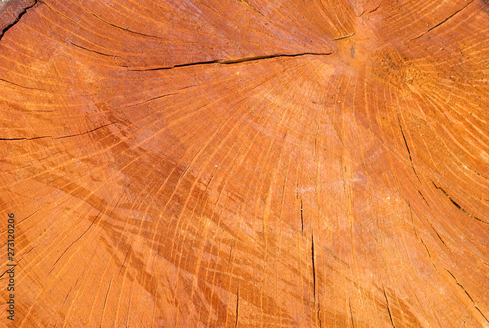 Old wooden holm oak tree cut surface. Detailed warm dark brown and orange tones of a felled tree trunk. Wooden texture.