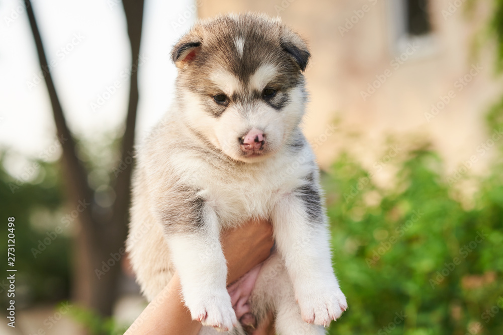 Cute,with pink nose, puppy Malamute on the hands of rights