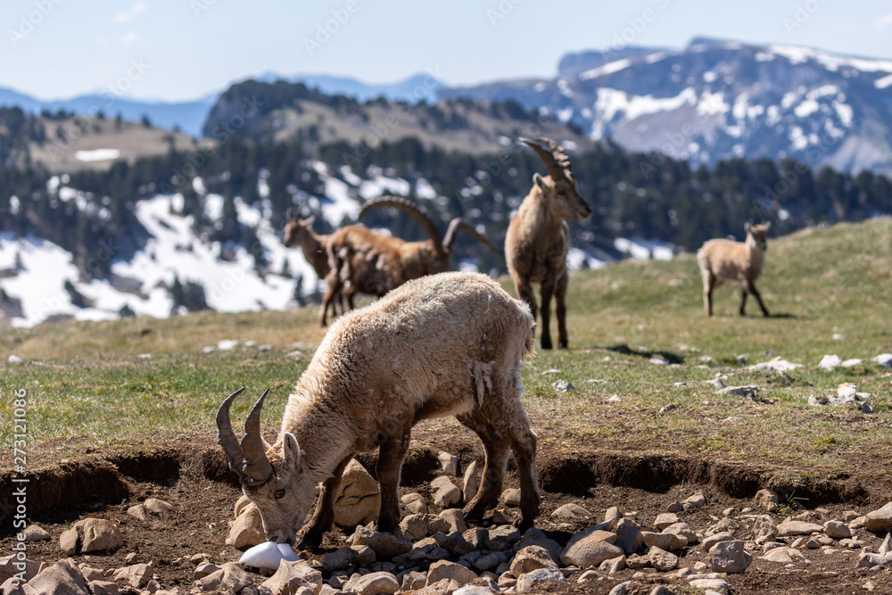 Fototapeta premium Ibexes in a mountainous atmosphere in the Vercors in France