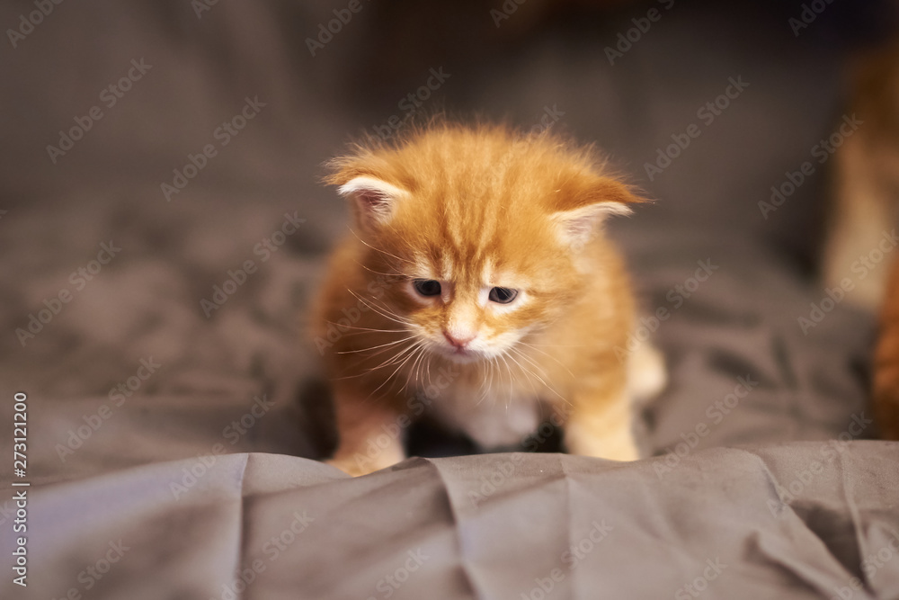 Little cute kitten Maine Coon, with a sad expression of the muzzle, sitting on a gray background