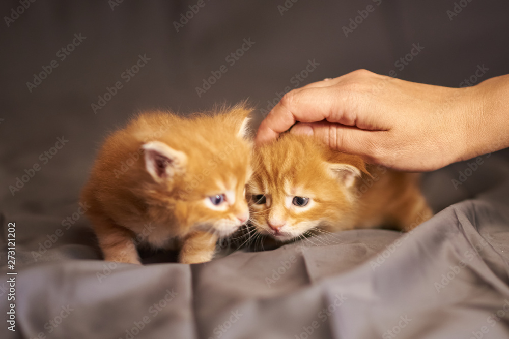 Little cute red kittens Maine Coon lie on a gray background, under the gentle stroking of the hand