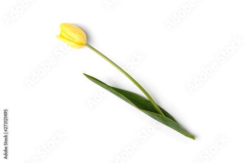 Yellow tulips isolated on white background.