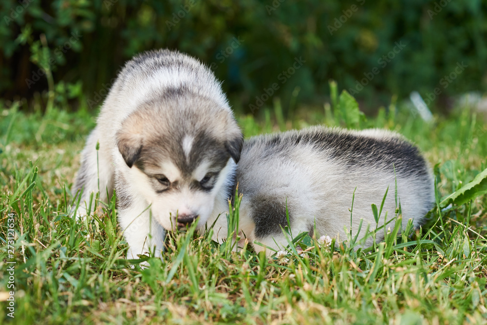 Little cute Malamute puppies lie on the grass