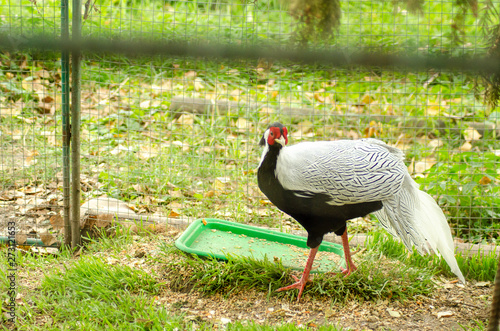 Pheasant  male  ring necked or Common Pheasant  Phasianus colchicus  on a log with green and orange  colourful Autumnal background. Facing left. Landscape.