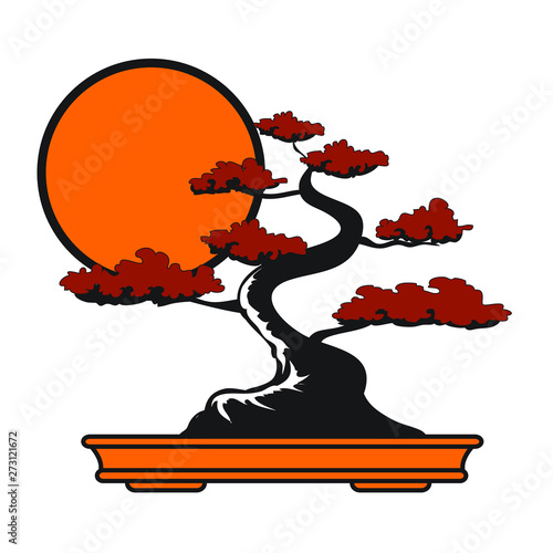 bonsai tree on white background