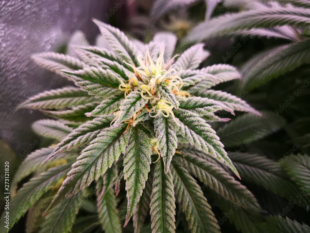 Cannabis Sativa Indica Grow Strain, THC CBD Weed Dope Cannabis Sativa Indica Grow Strain, THC CBD Weed Dope