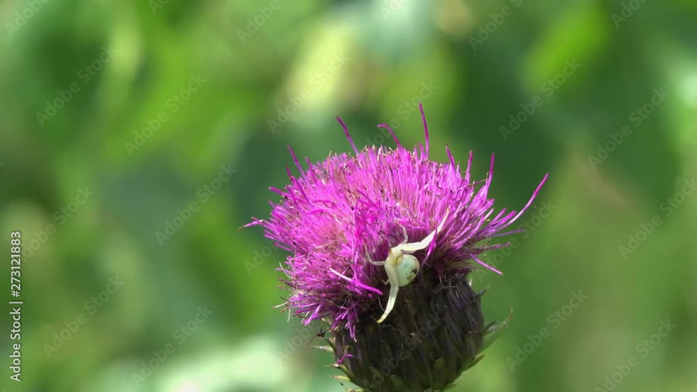 The Crab Spider (Misumena vatia) gets to the moth, but the butterfly flies and the spider is confused The Crab Spider (Misumena vatia) gets to the moth, but the butterfly flies and the spider is confused