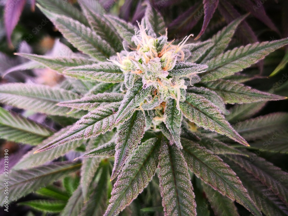 Cannabis Sativa Indica Grow Strain, THC CBD Weed Dope Cannabis Sativa Indica Grow Strain, THC CBD Weed Dope