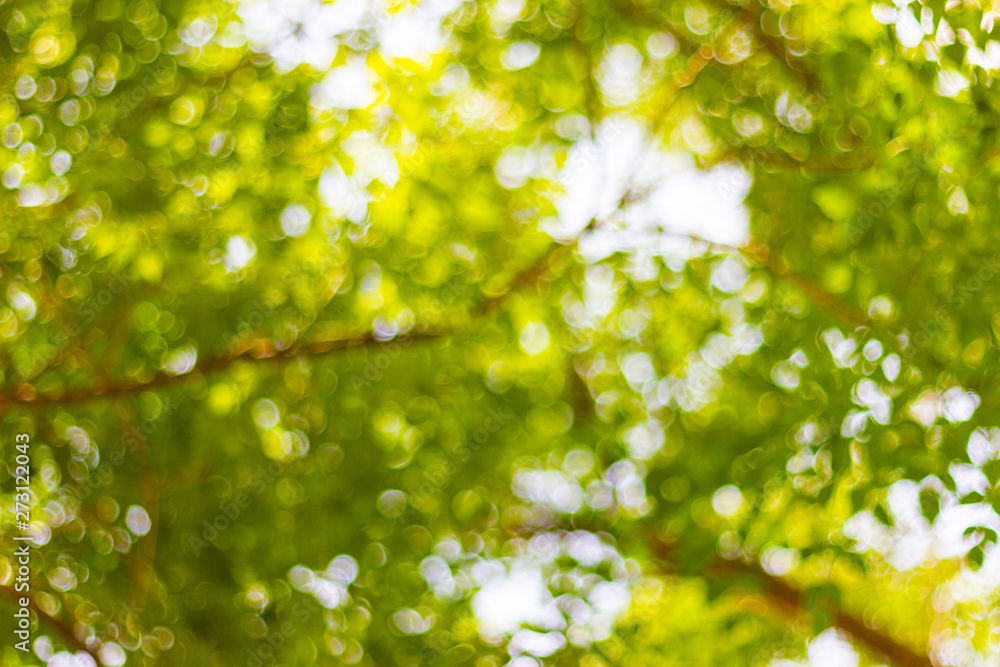 abstract blur of nature with the bokeh of light through the trees abstract blur of nature with the bokeh of light through the trees