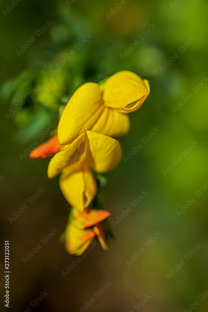 Lotus corniculatus, in german language Hornklee