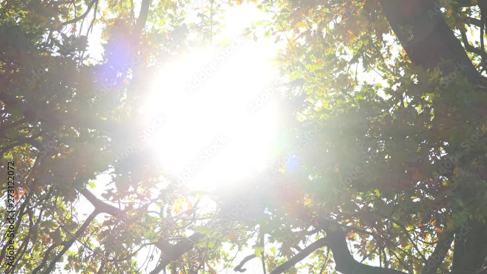 Sun shines through tree crowns - slider Sun shines through tree crowns - slider