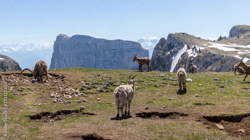Fototapeta premium Ibexes in a mountainous atmosphere in the Vercors in France