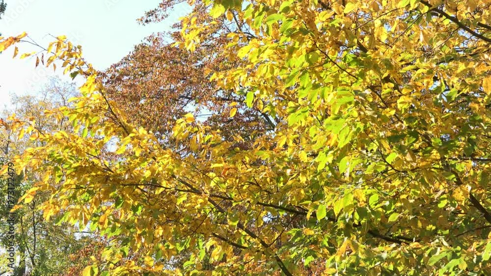 Colorful tree crowns in a park on a sunny day - slider Colorful tree crowns in a park on a sunny day - slider