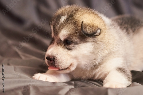 Portrait of a cute Malamute puppy with a tongue sticking out © Artsiom P