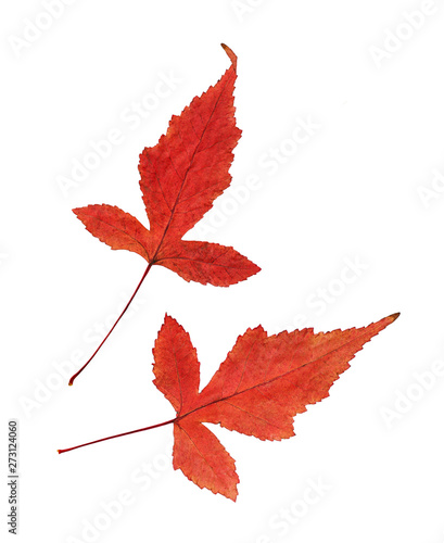 Set of red autumn maple leaves