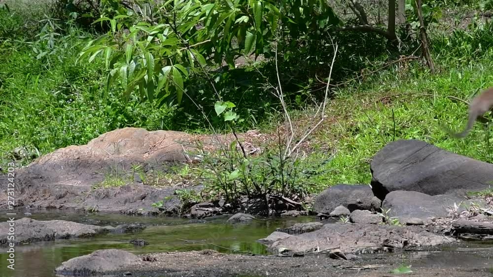 The Long-tailed Macaques are the easiest monkeys to find in Thailand as they are present at temple complexes, national parks, and even villages and cities; it is also called the Crab-eating Macaque.
