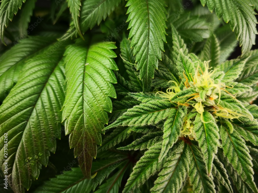 Cannabis Sativa Indica Grow Strain, THC CBD Weed Dope Cannabis Sativa Indica Grow Strain, THC CBD Weed Dope