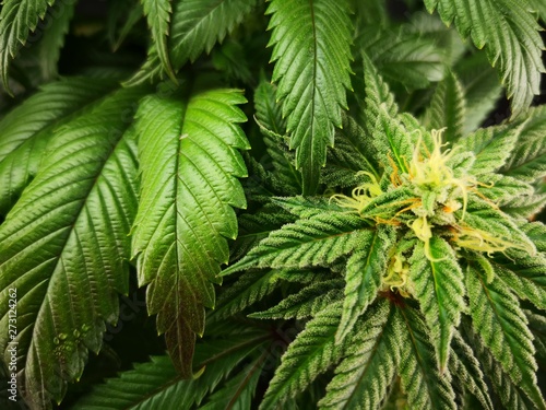 Cannabis Sativa Indica Grow Strain, THC CBD Weed Dope