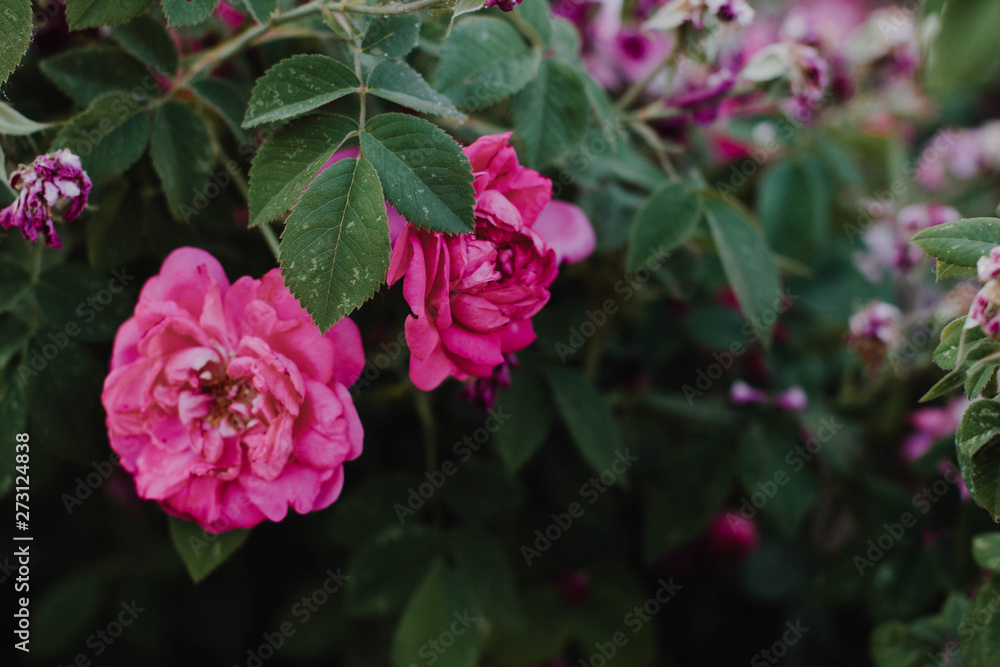 pink flowers in the garden pink flowers in the garden
