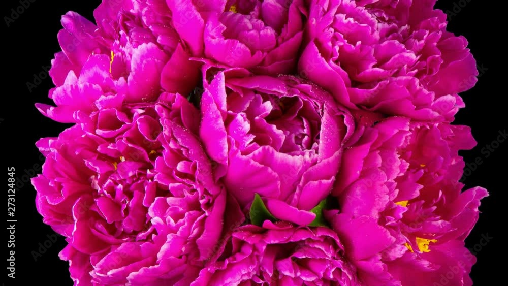 A bouquet of red peonies bloom. Isolated on black background. Macro. Time lapse A bouquet of red peonies bloom. Isolated on black background. Macro. Time lapse