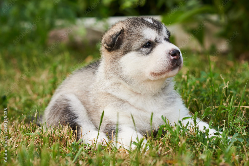 Cute plump puppy Malamute lying on the grass