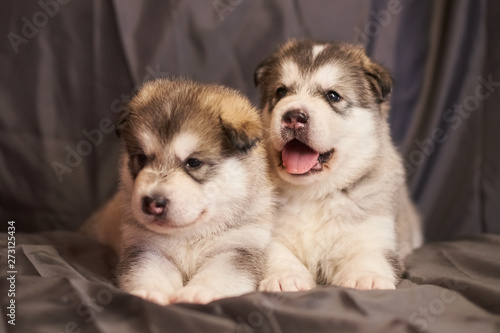 Cute Malamute puppies lie and look to the side, on a gray background