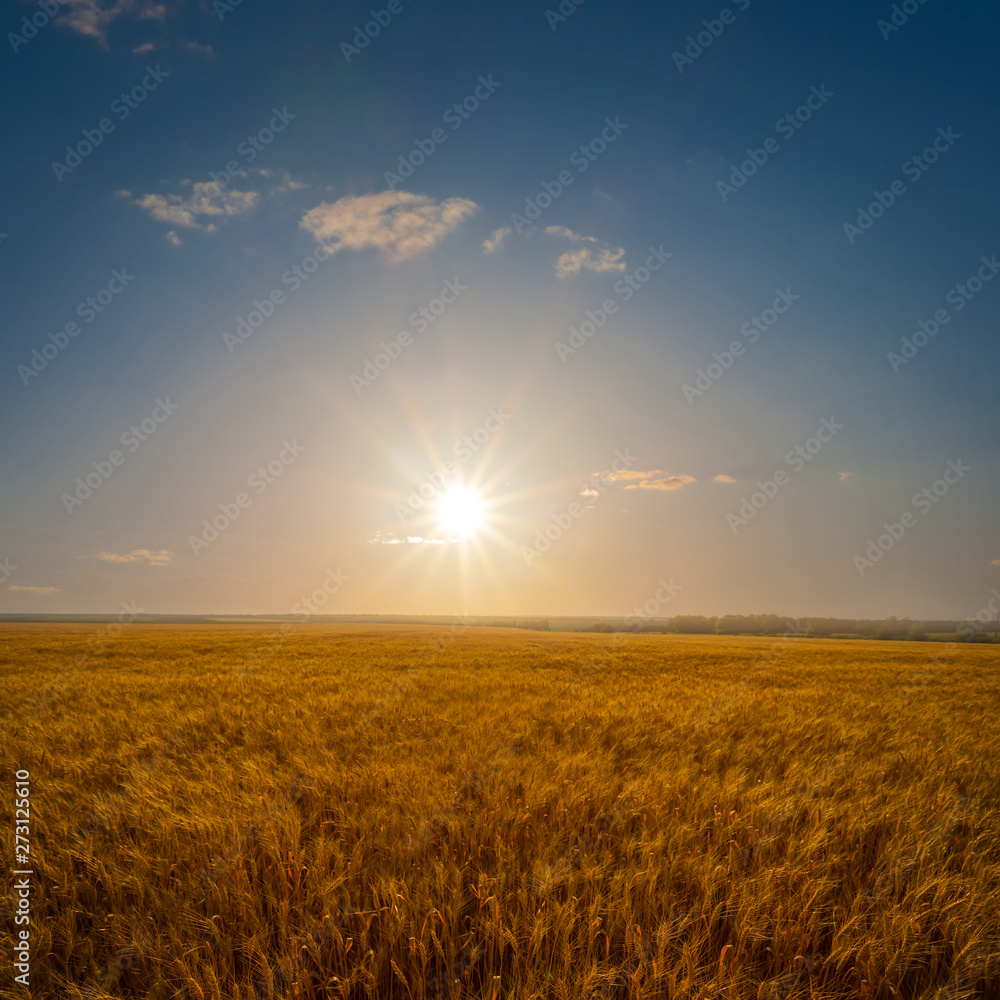 beautiful golden wheat field at the sunset