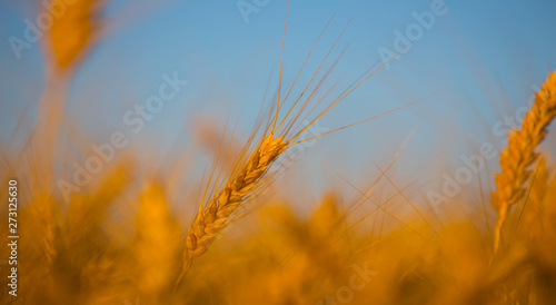 closeup golden wheat ear on a blue sky background