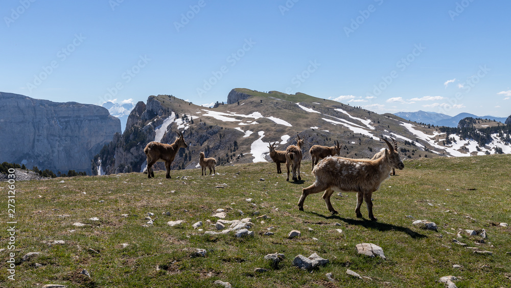 Ibexes in a mountainous atmosphere in the Vercors in France