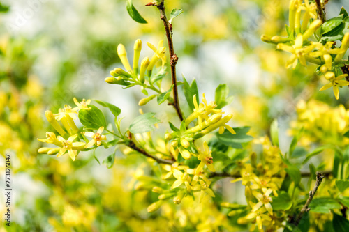 Spring yellow blossom in a summer day. Blooming Forsythia.Spring background with yellow flowers tree brunches. Sunny day. Spring flowers. Orchard. Springtime