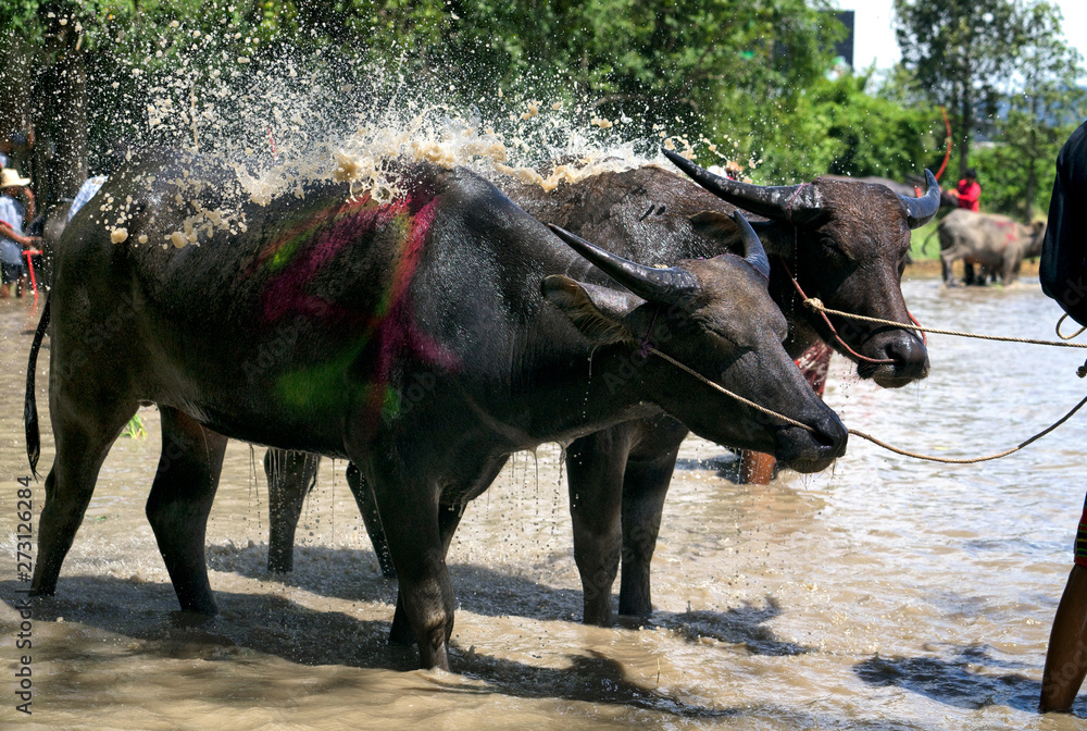 Obraz premium buffalo racing festival at Chonburi in Thailand.The sport event traditional activity held before rice planting season every year of Thailand