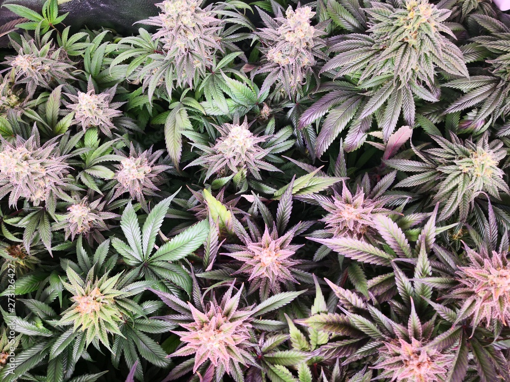Cannabis Sativa Indica Grow Strain, THC CBD Weed Dope Cannabis Sativa Indica Grow Strain, THC CBD Weed Dope