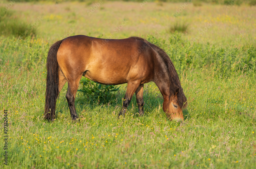 Pony grazing in a meadow of a nature reserve in Holland. Onlanden, Peize. Pony grazing in a meadow of a nature reserve in Holland. Onlanden, Peize.