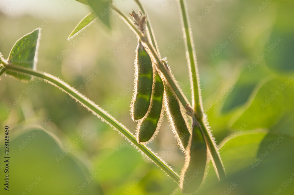 Young green pods of varietal soybeans on the stem of a plant in a soybean field in the morning during the active growth of crops. Selective focus. Young green pods of varietal soybeans on the stem of a plant in a soybean field in the morning during the active growth of crops. Selective focus.