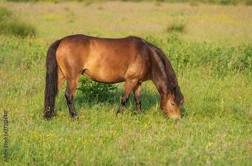Pony grazing in a meadow of a nature reserve in Holland. Onlanden  Peize.