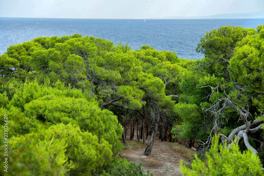 Obraz premium Trees of Pinewood in a sunny day at the island of Tremiti south of Italy