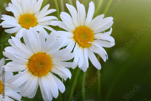 Macro Shot of white daisy flowers in sunset light.