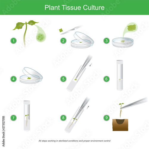 Plant Tissue Culture. Rare plant tissue culture with cutting some for plant reproduction to get a lot, and all steps working in sterilised conditions and proper environment control in laboratory.