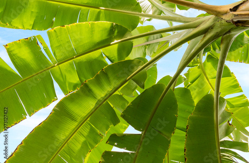 Under Banana tree green leaves and blue sky