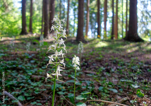 Zweiblättrige Waldhyazinthe (Platanthera bifolia) photo