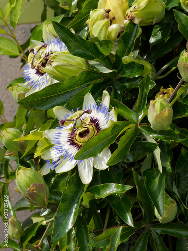 Blüte einer Lila Blaue Passionsblume (Passiflora caerulea) photo