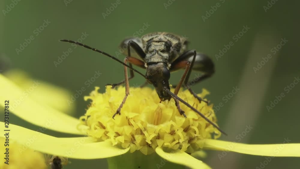 Beetle eats pollen on a yellow Ragwort flower. Macro shooting. Beetle eats pollen on a yellow Ragwort flower. Macro shooting.