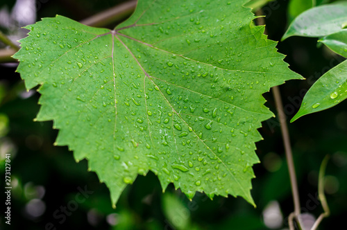 green leaf of a grape