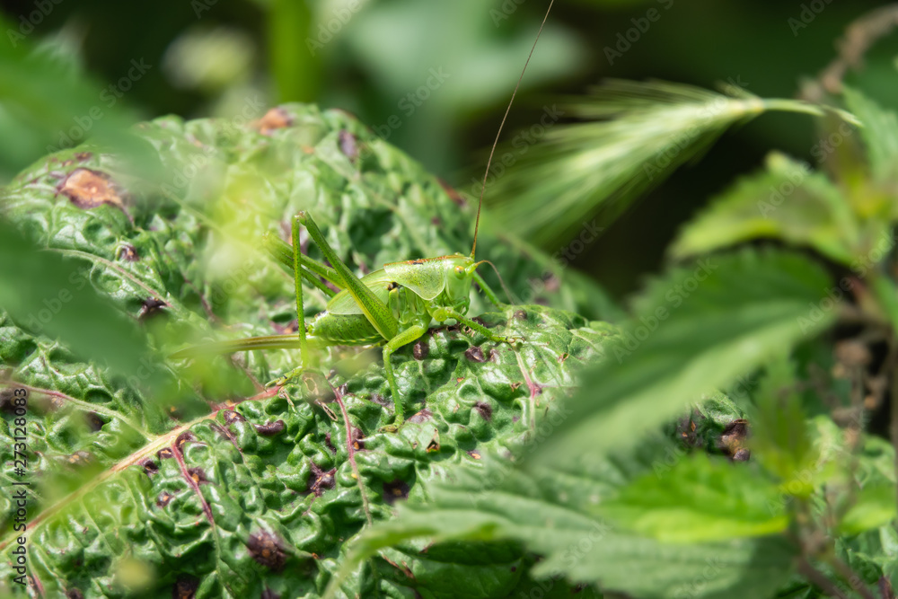 Great Green Katydid on Leaf in Springtime Great Green Katydid on Leaf in Springtime